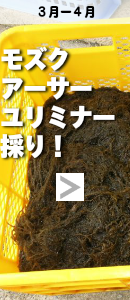 モズク・アーサー・ユリミナー採り!