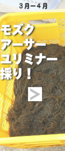 モズク・アーサー・ユリミナー採り!
