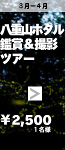 八重山ホタル鑑賞&撮影ツアー