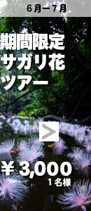 期間限定サガリ花ツアー