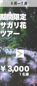 期間限定サガリ花ツアー